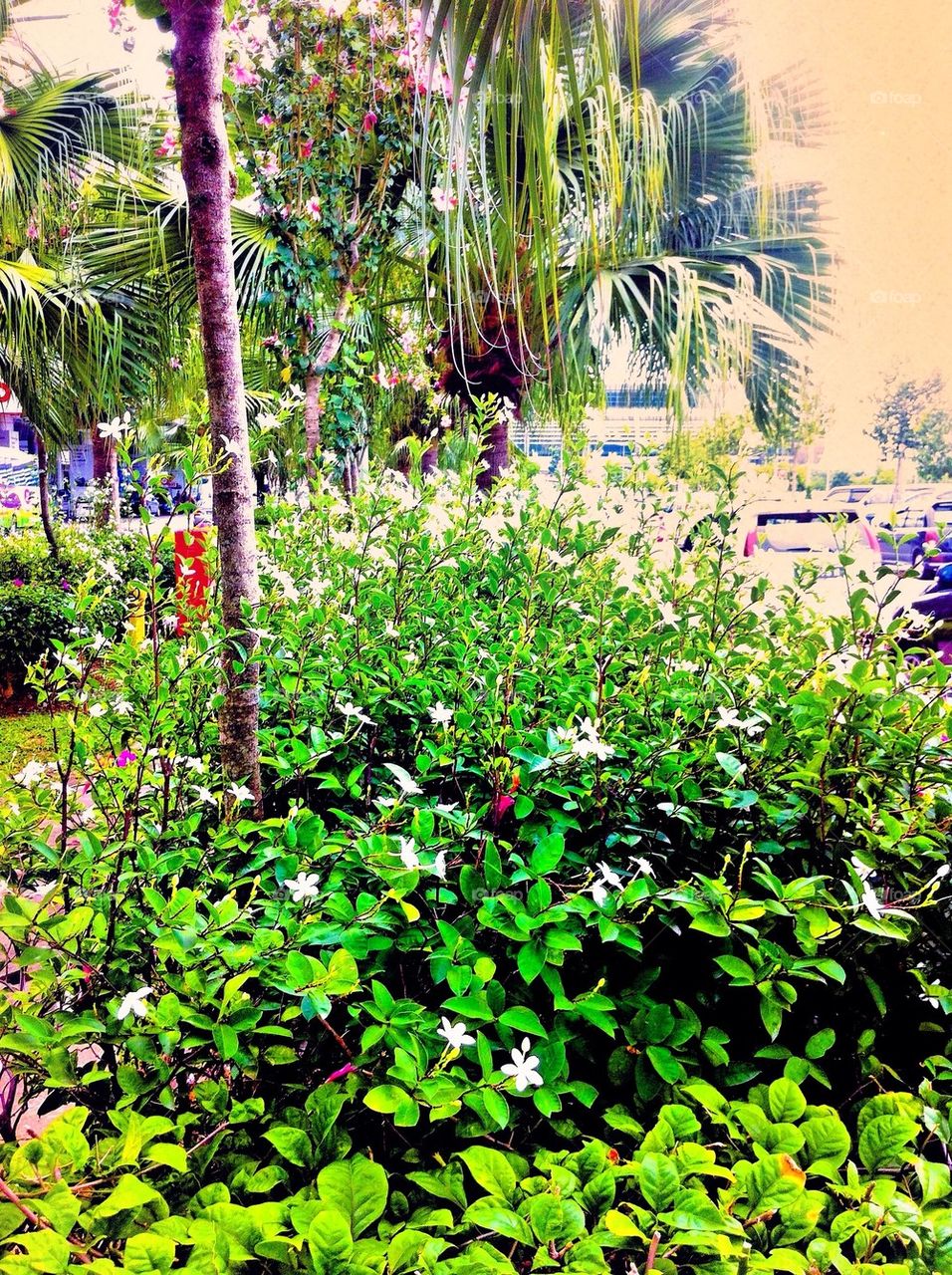 White flowers