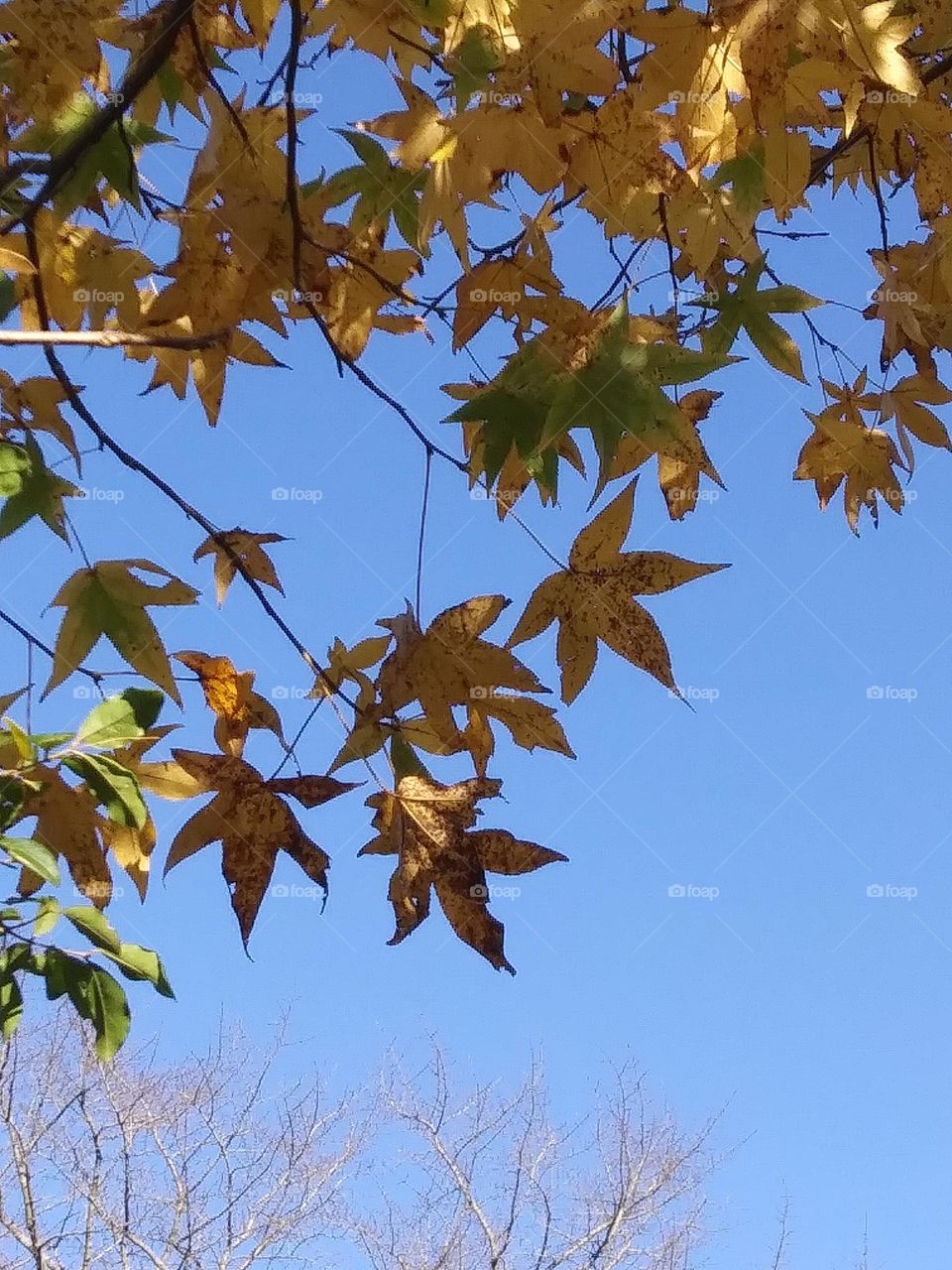 leaves of the sweetgum tree