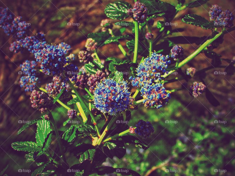 Nature, Flora, Flower, No Person, Leaf