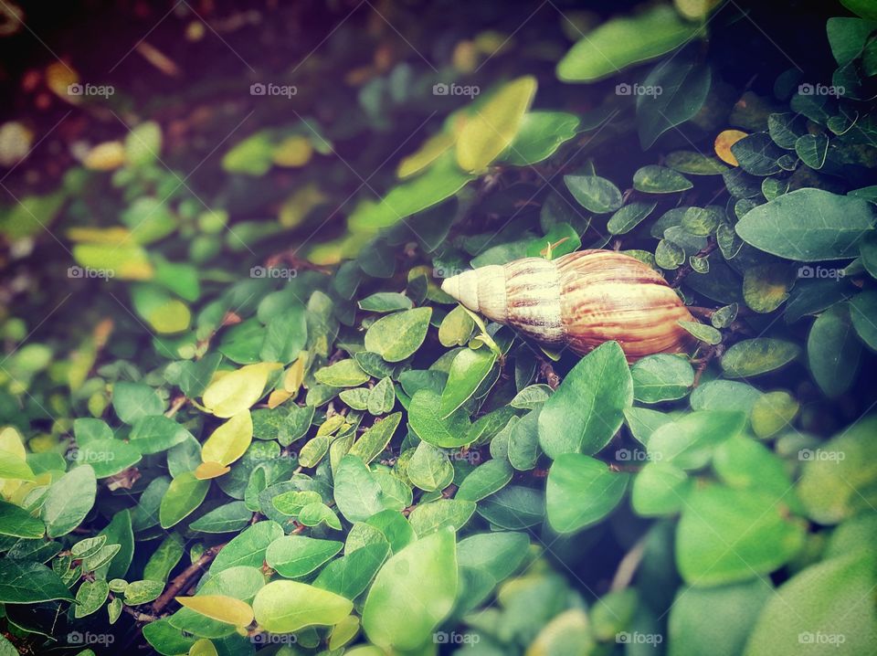 snail