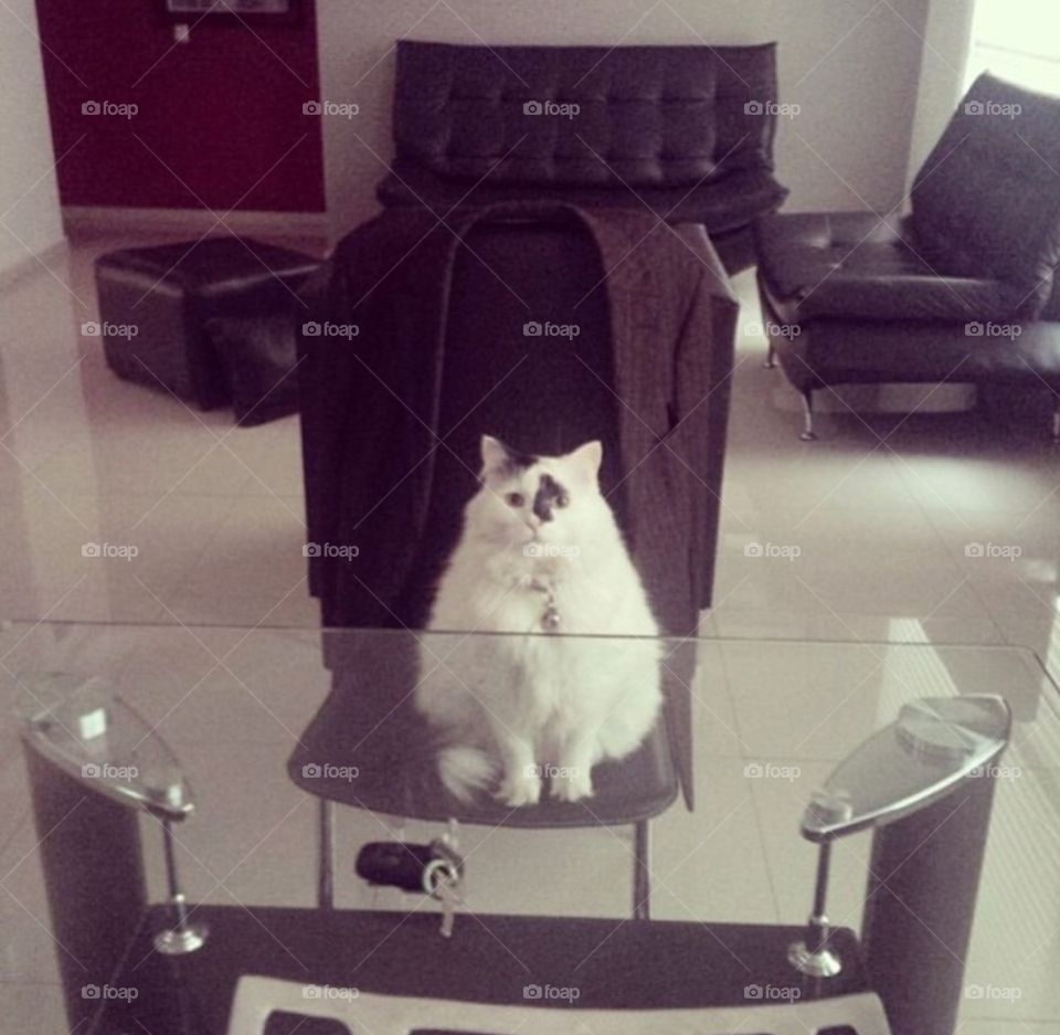 Cat in suit . My buddy in his suit 