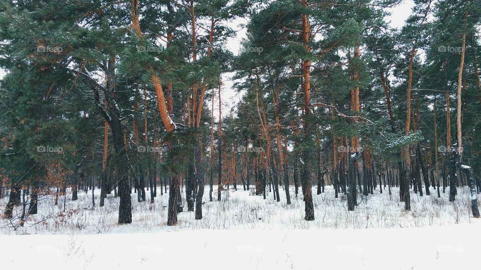 magical winter forest