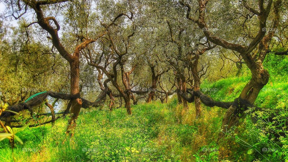 Italy olive trees