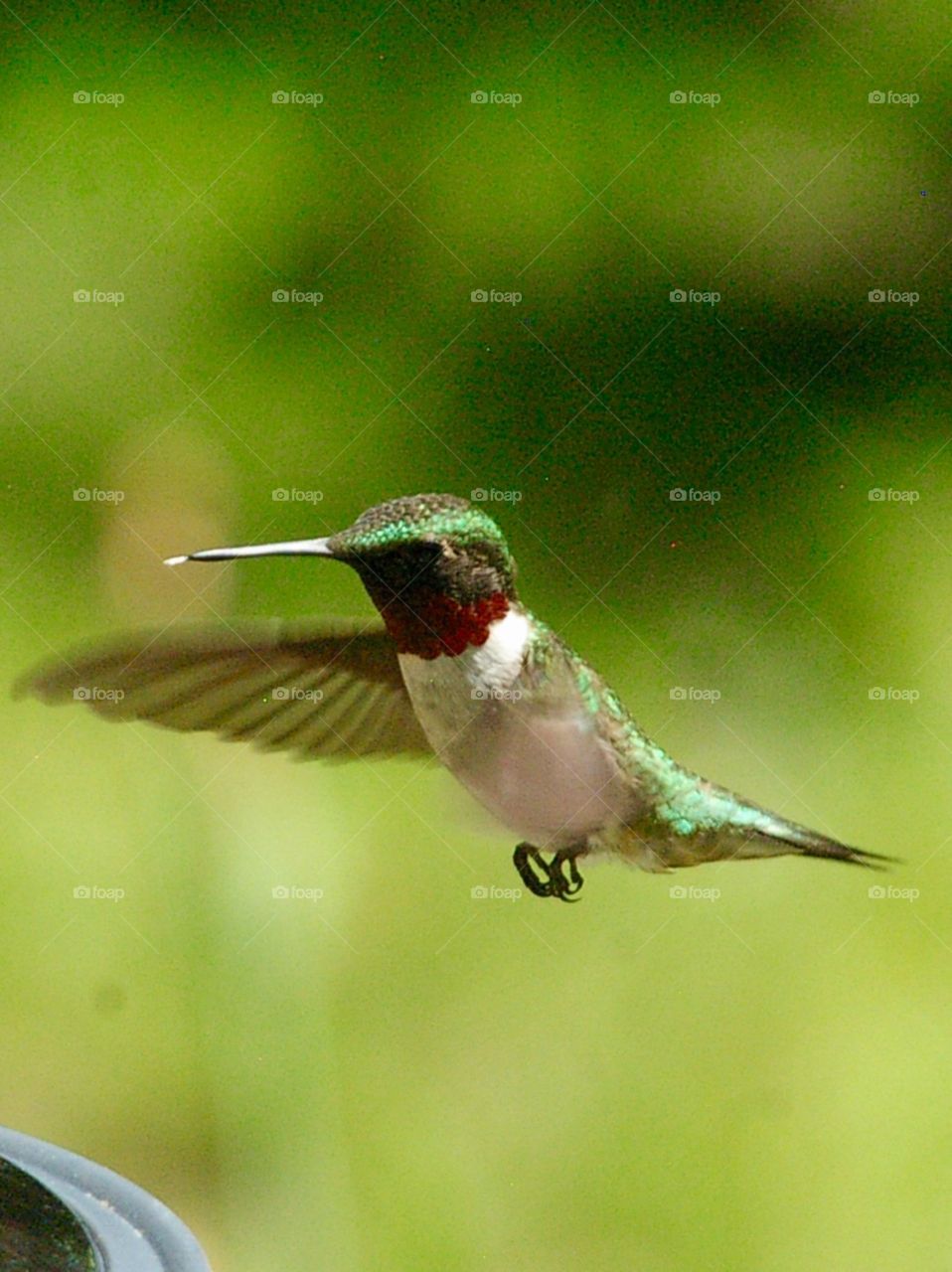 Male Hummingbird 