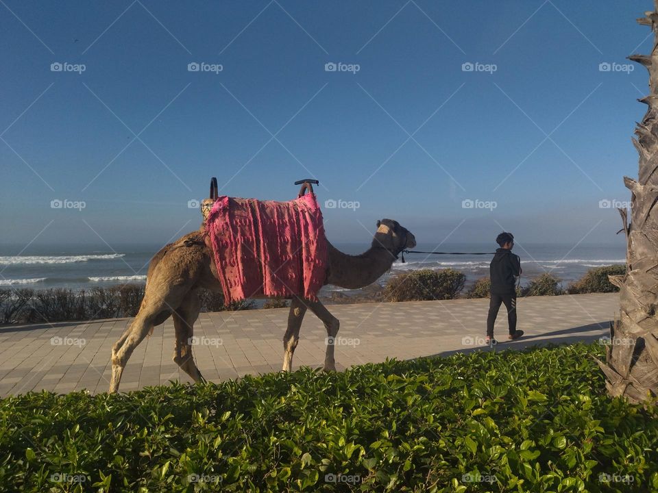 Camel and beach