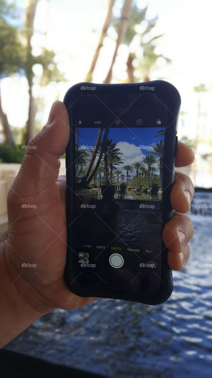 close up of Palm trees