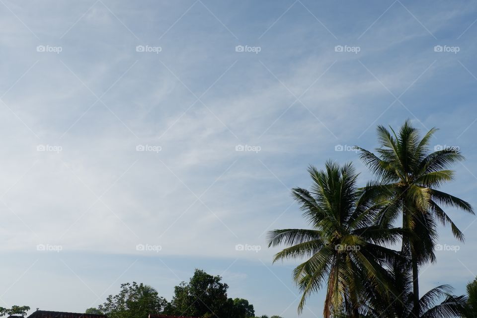 summer at home while enjoying the green scenery of trees and coconut trees
