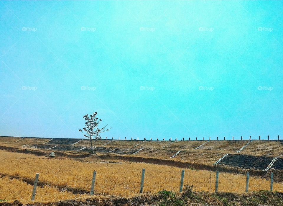 Dry summer. A nature view.