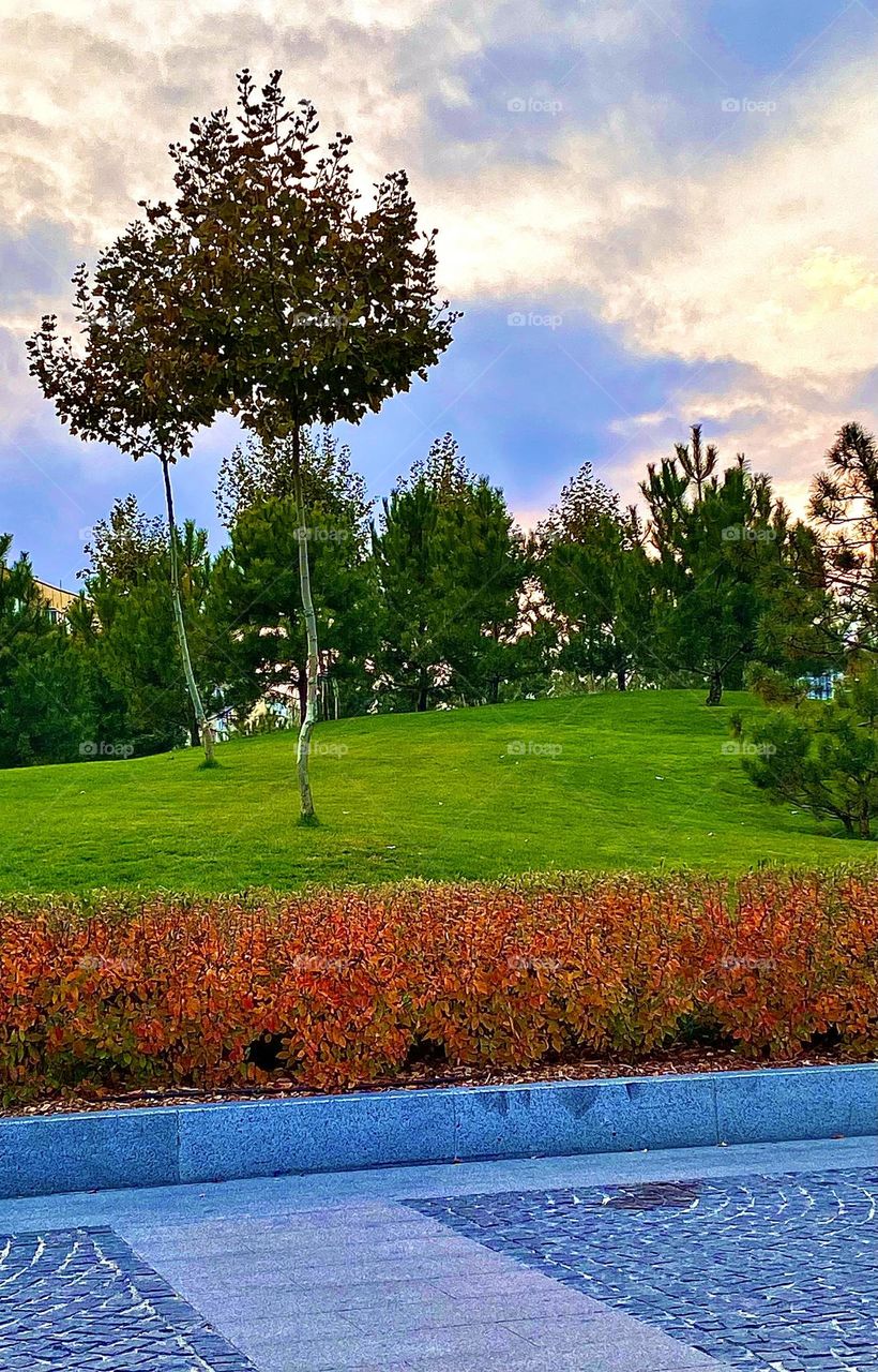 #sunset #park #pine
#Autumn #