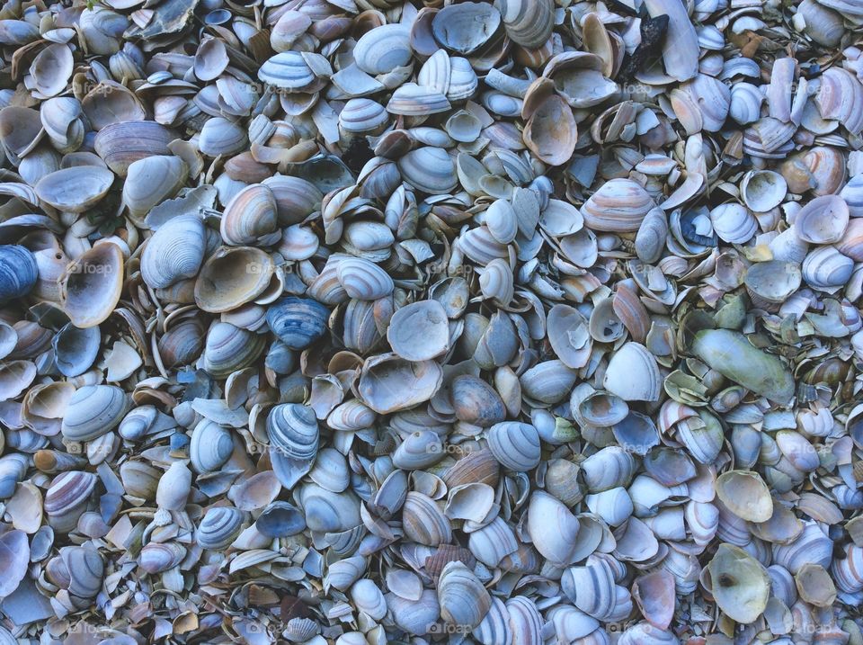 Seashells 