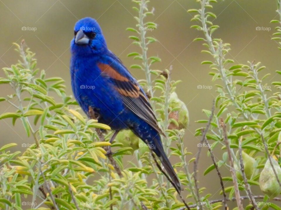 Blue Grosbeak