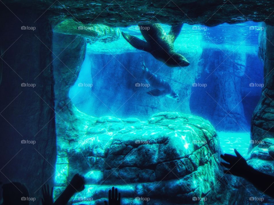 childrens' hands reach for seals diving underwater