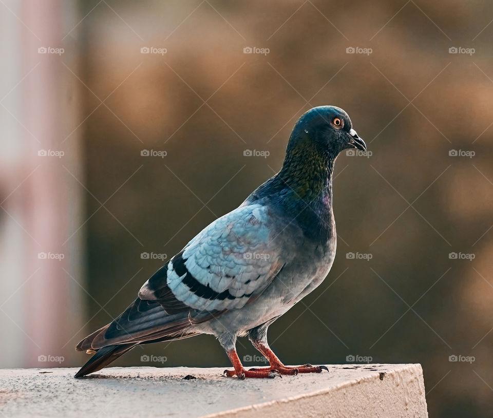 Bird photography - Dove - Sun bask