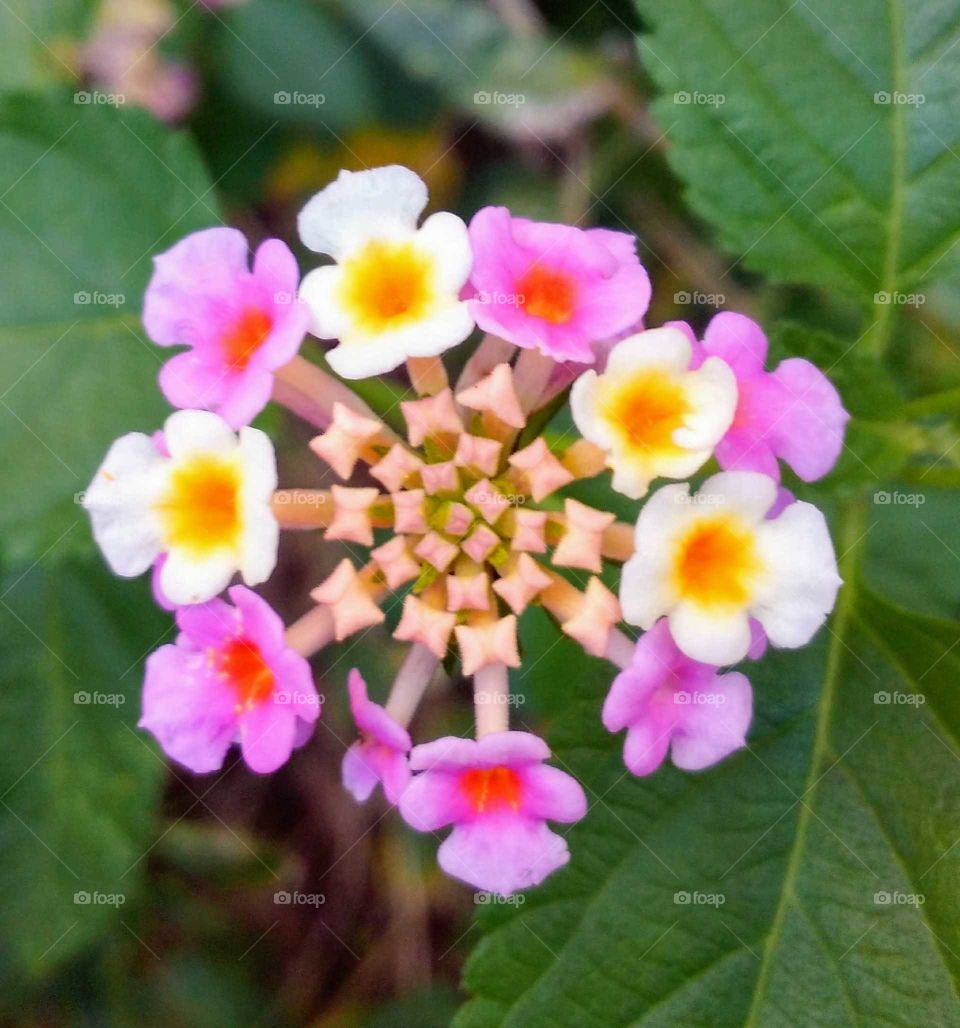 lantana