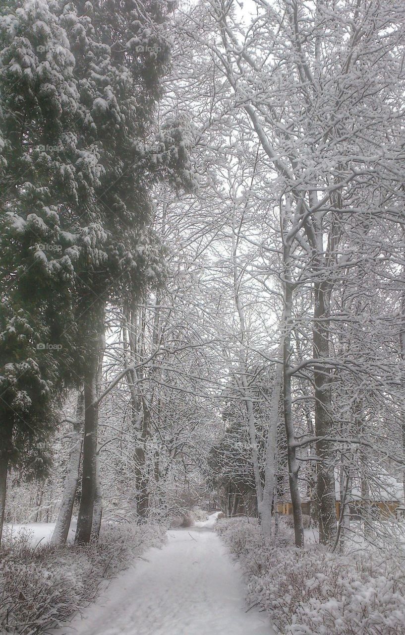 Winter fairy tale❄️ Landscape of winter forest❄️