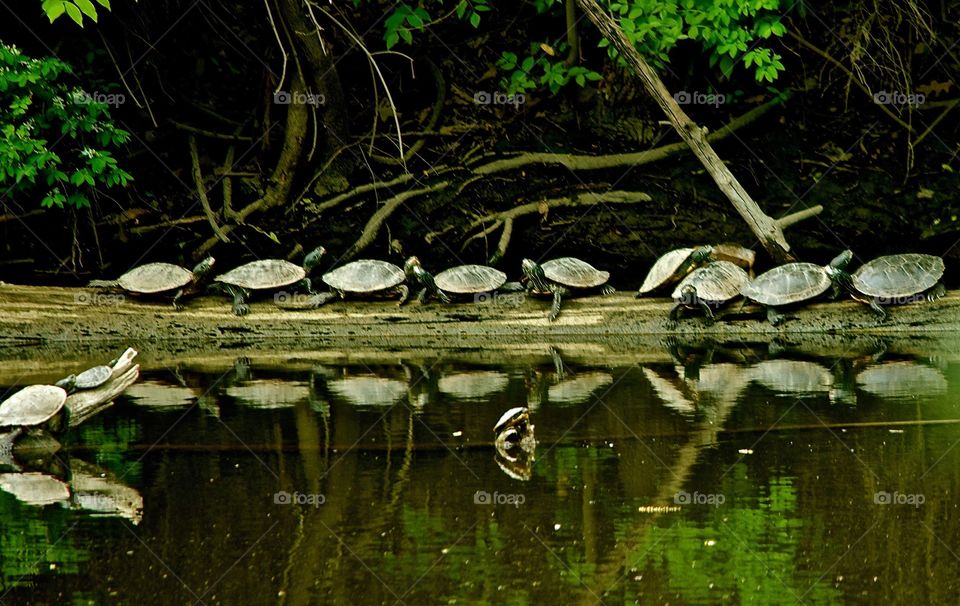 Family of Turtles on the Grand River