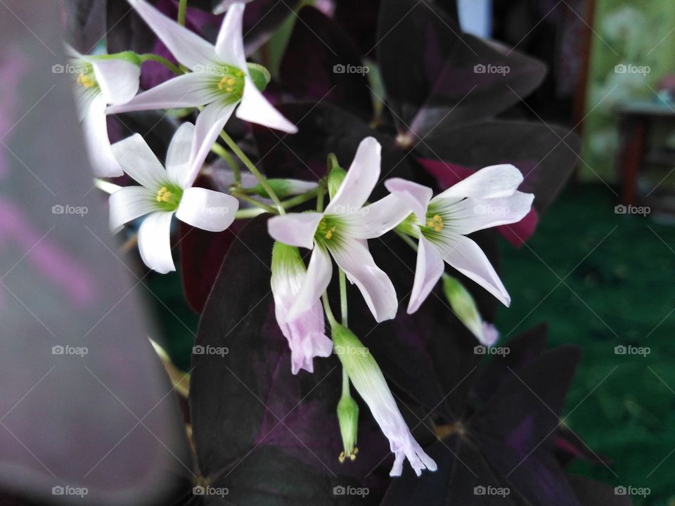 Flower summer Green Day