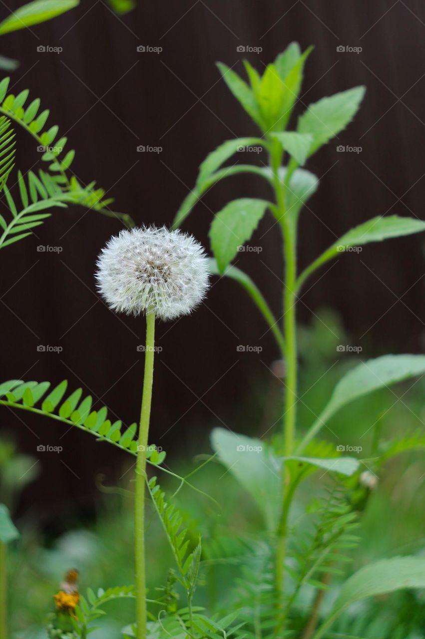 Fluffy dandelion in the green grass