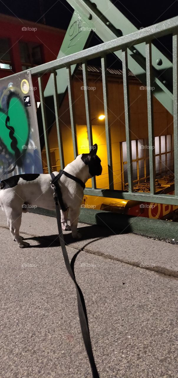 French Bulldog is trainspotting