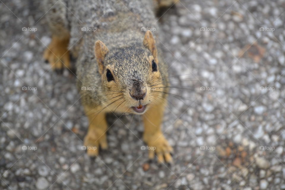 Smiling squirrel