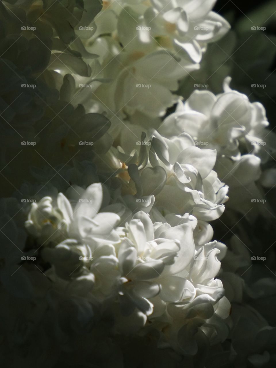 Clouds of white lilac blossoms