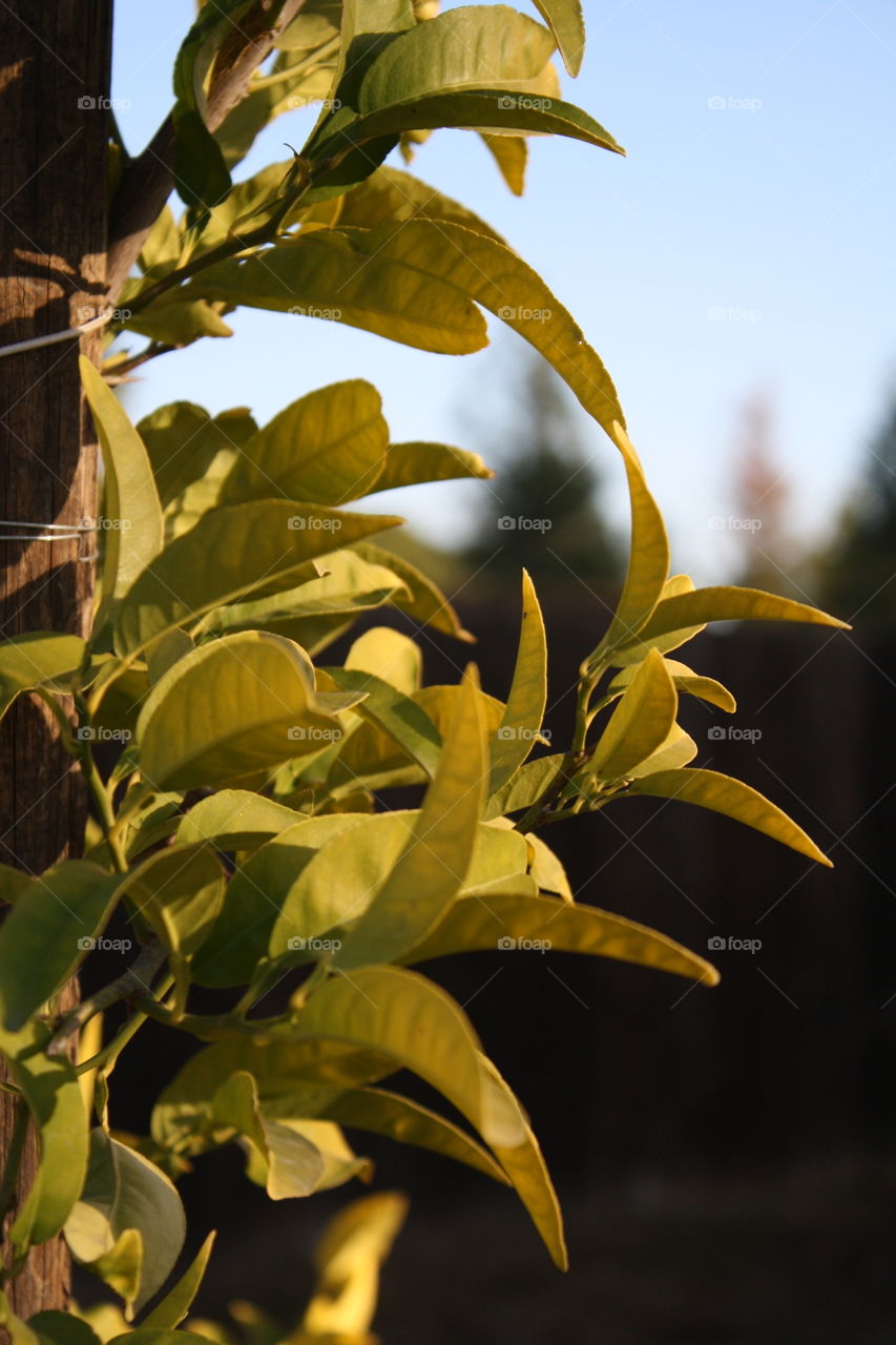 Green plant with wooden support