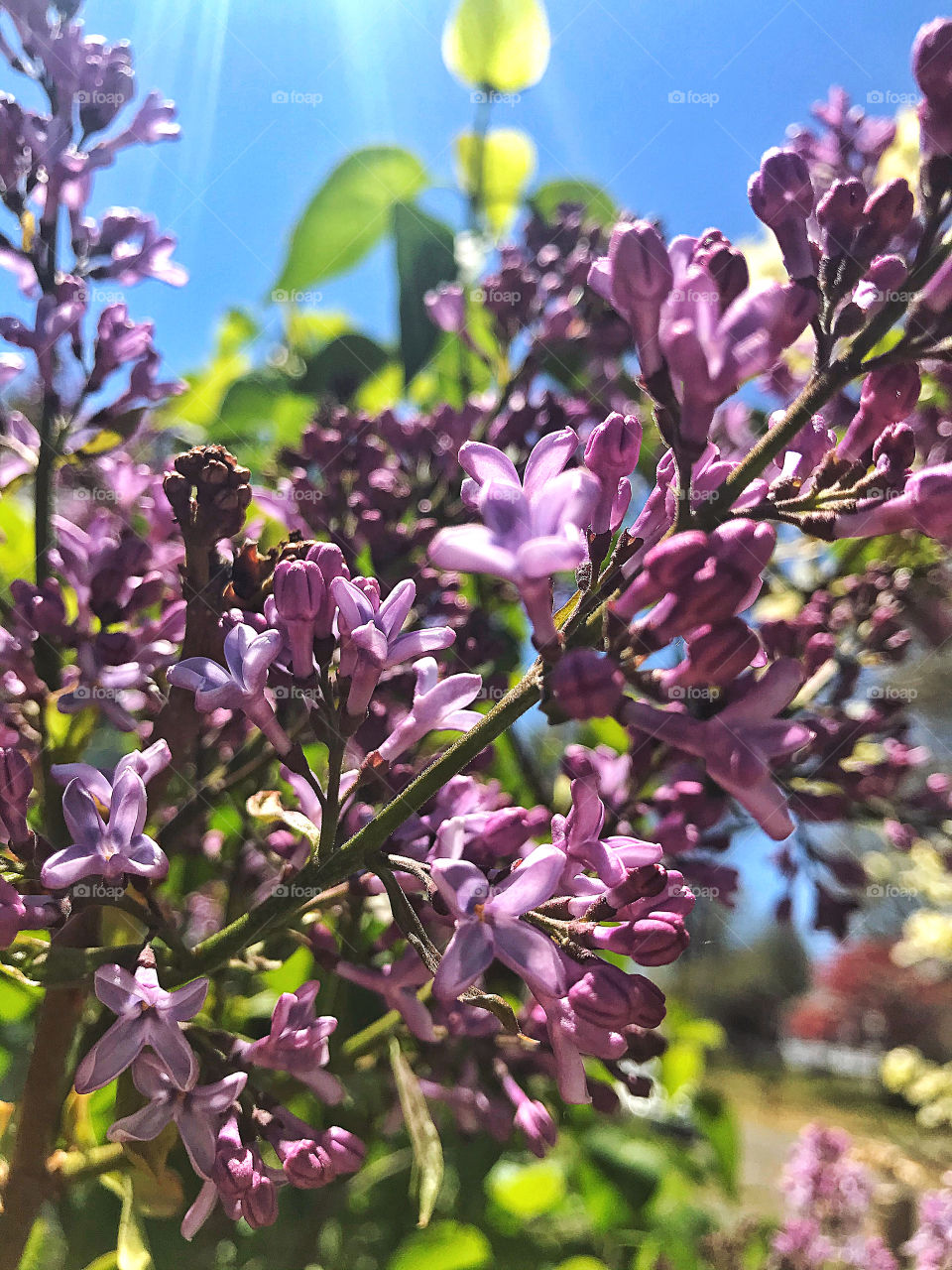 Lilac flowers 