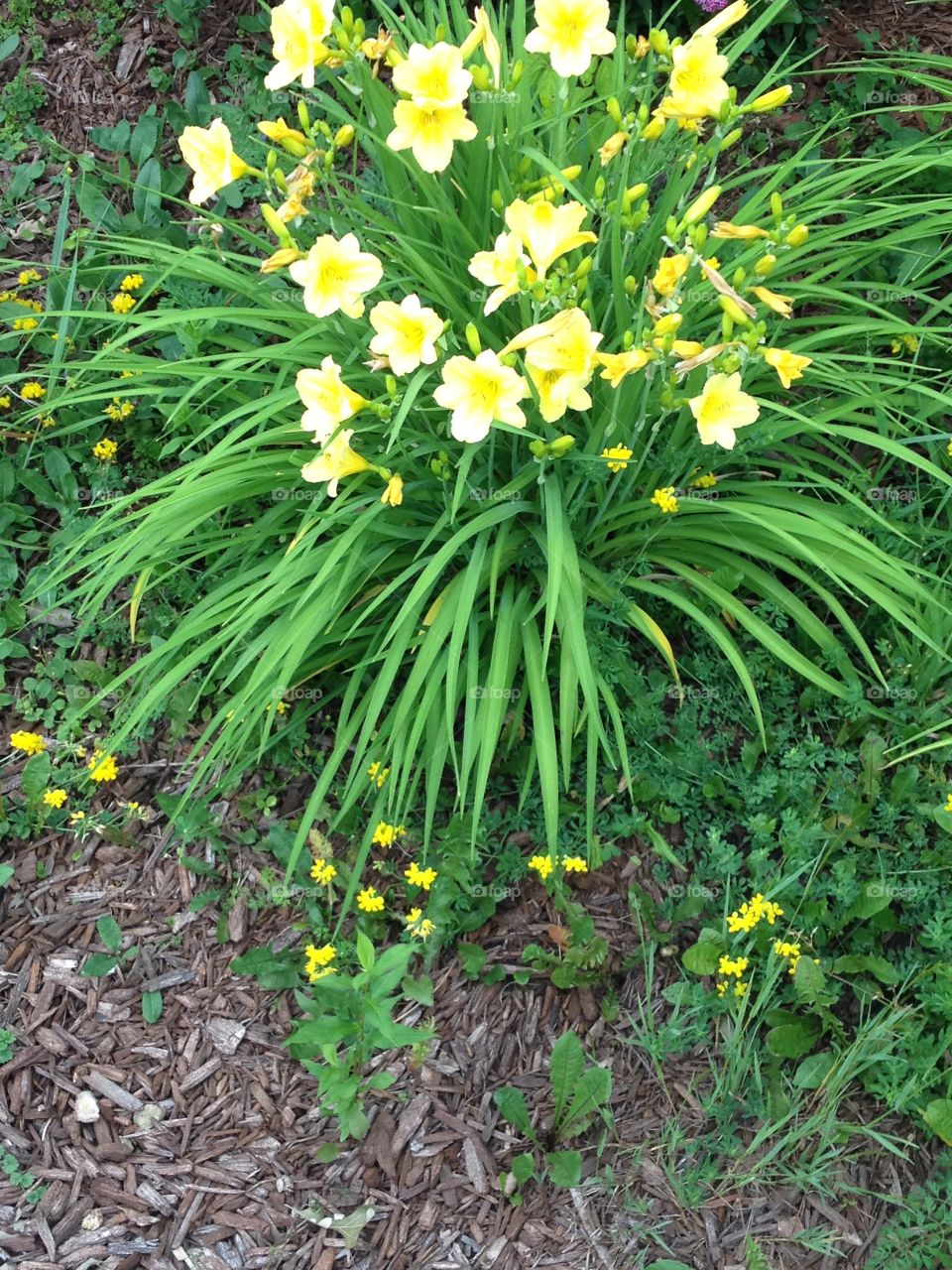 Flowers