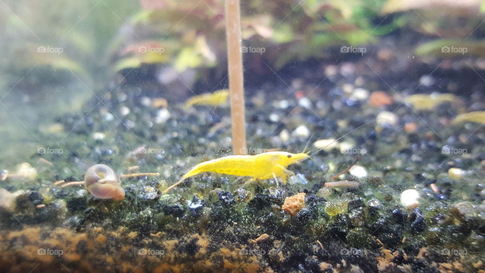 aquarium yellow shrimp
