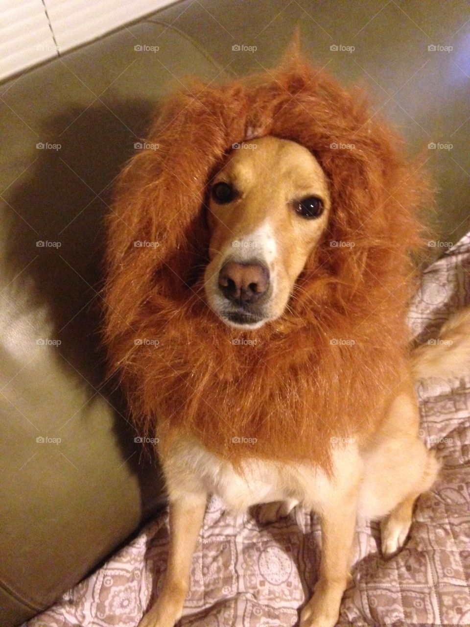 Hear me roar!  Dog in lion mane costume.