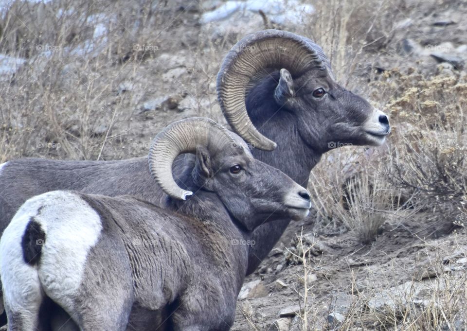 Two distinguished bighorn rams looking out into the distance. It is a dark spring day.