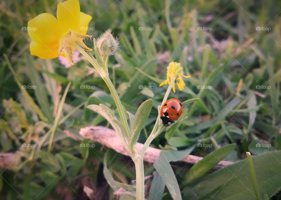 Single Orange Ladybug with Yellow Flowers in a Green Field Closeup