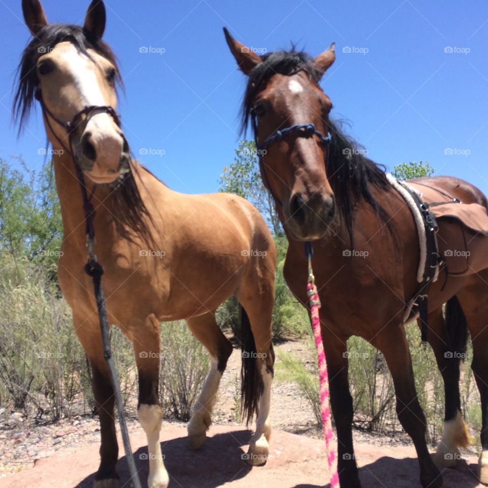 Blm Mustangs at the river