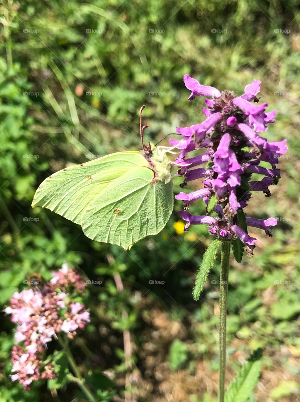 Trübelbachweiher Butterfly 