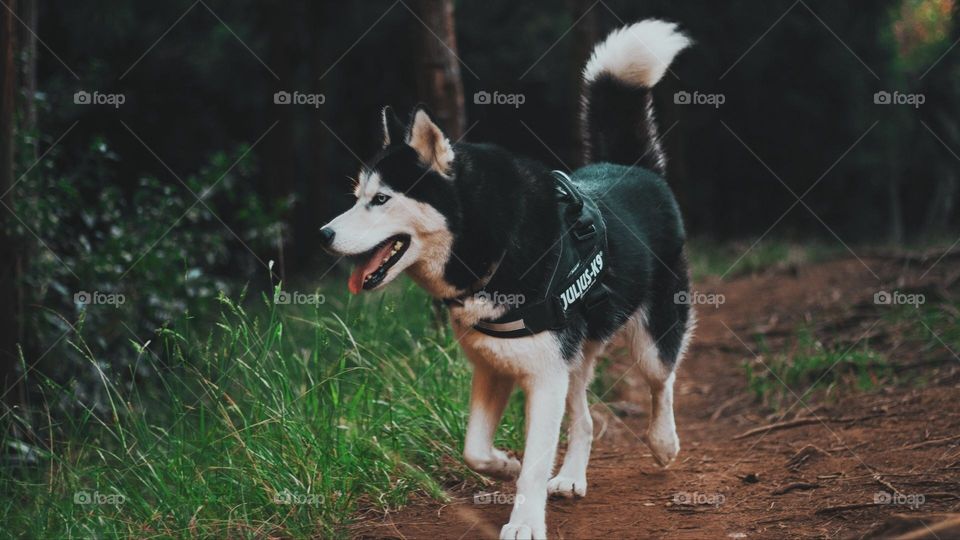 Dog in the wild jungle 