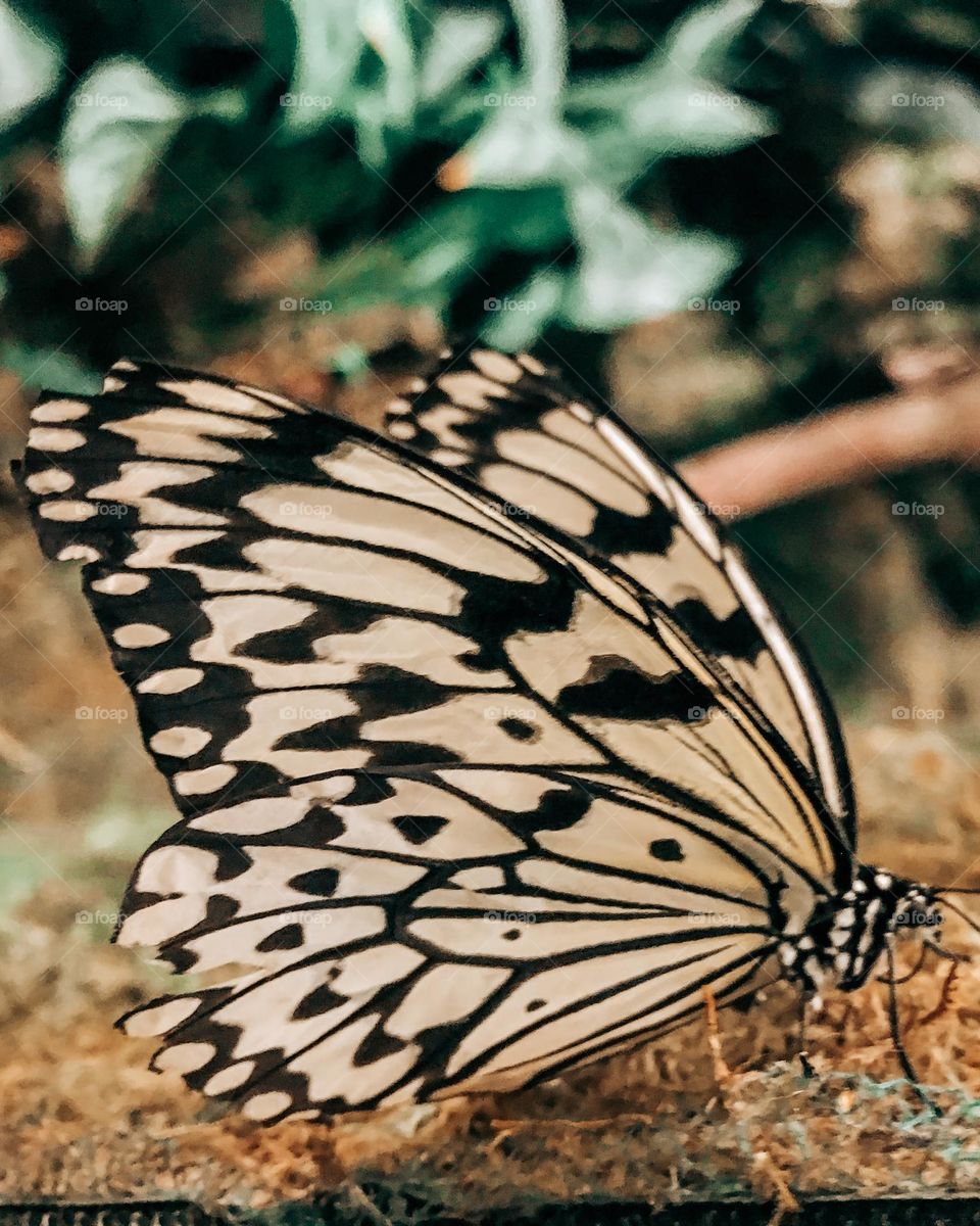 Butterfly 