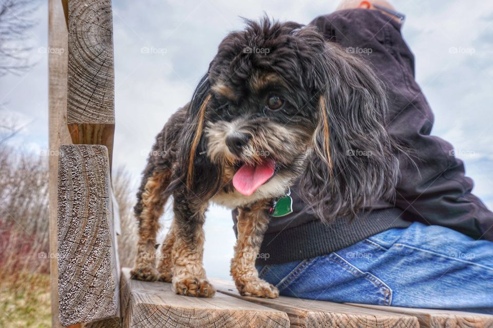 Dog on a bench