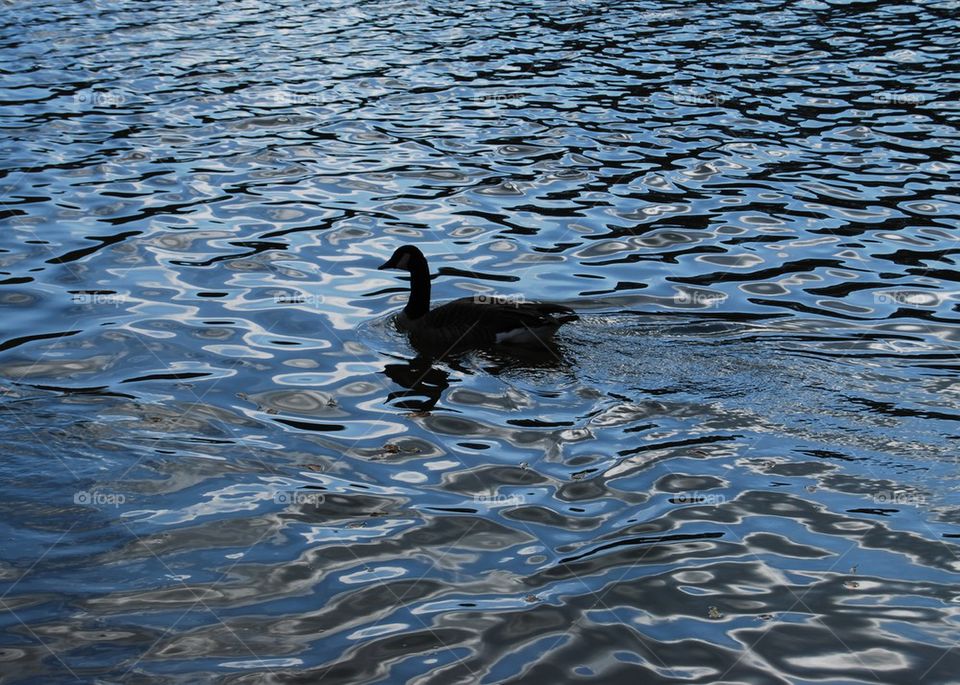 Canadian Goose Geese on River