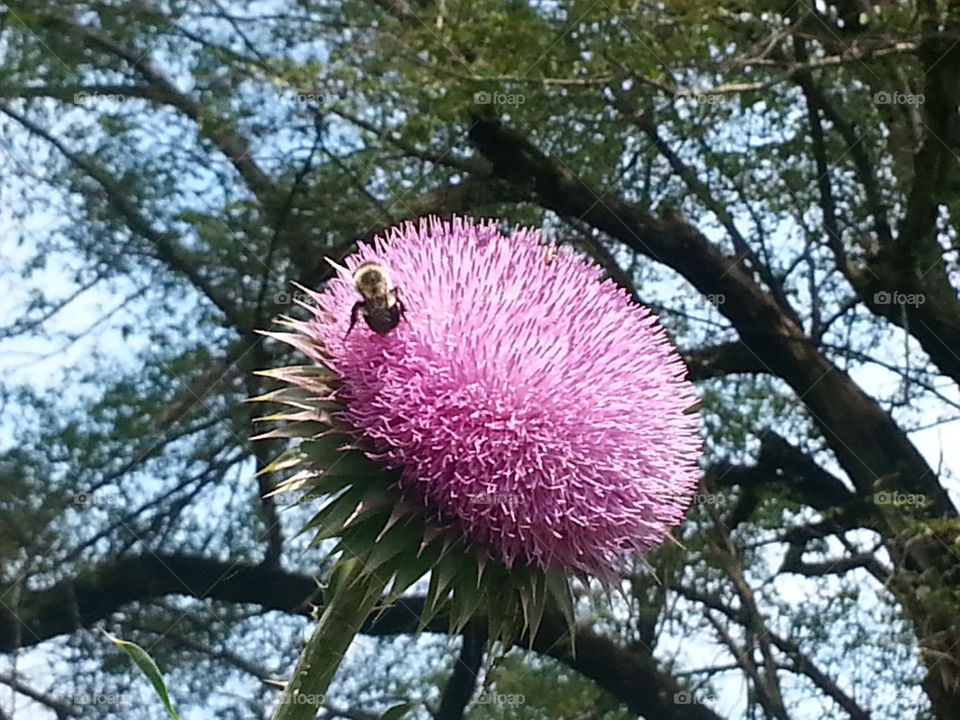 Bee on a thistle