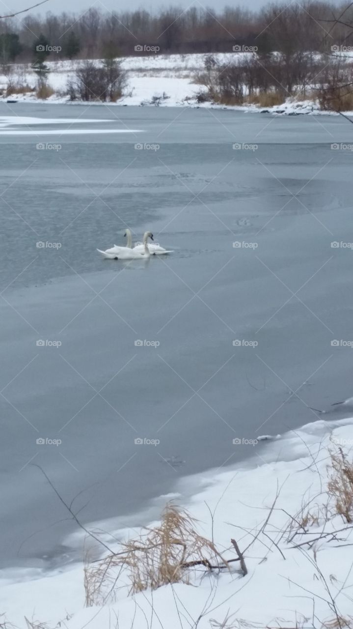 Swans 1-31-17 trying to find open water in Michigan