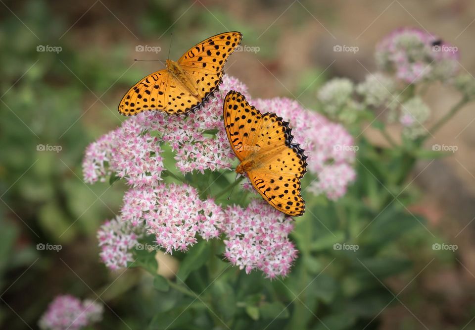 蝶恋花