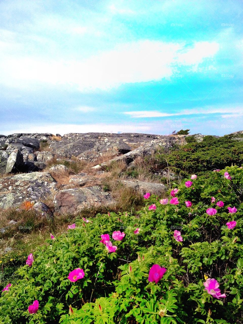 pink summer rocks wild flowers by lemonique