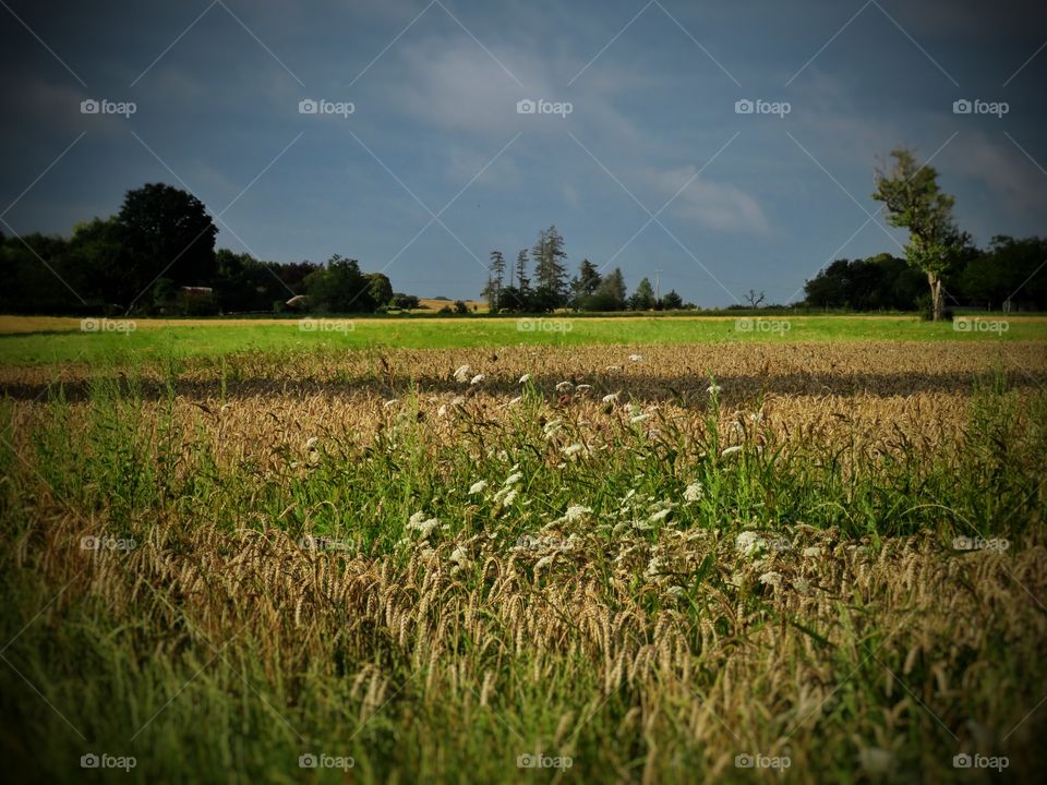 fields