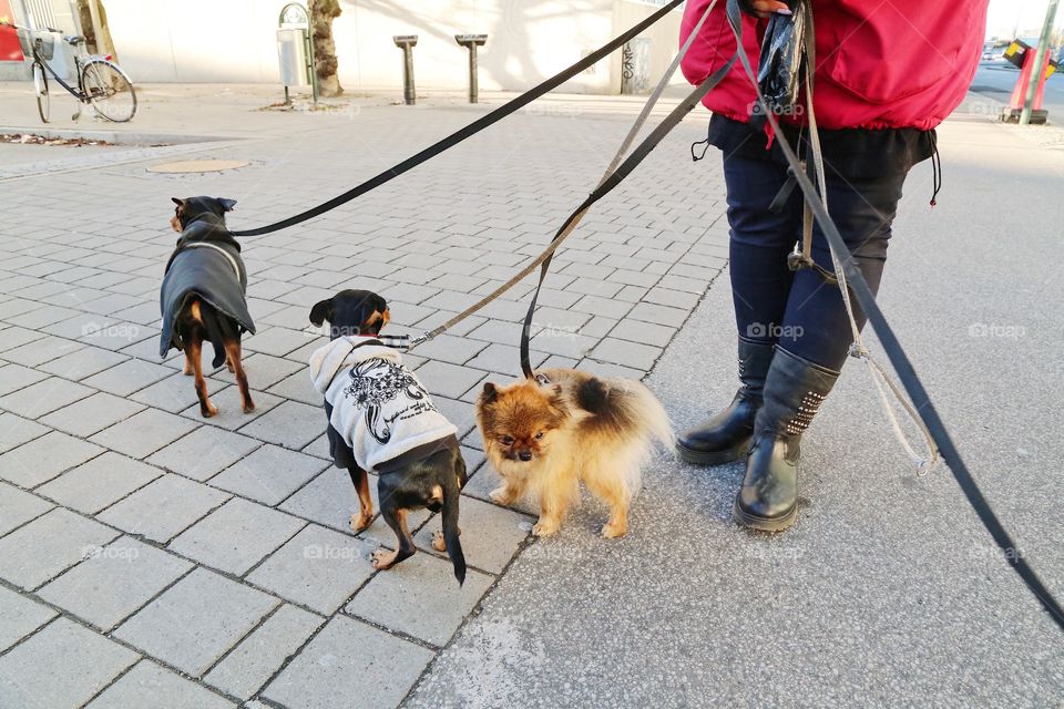 Small pretty dogs 