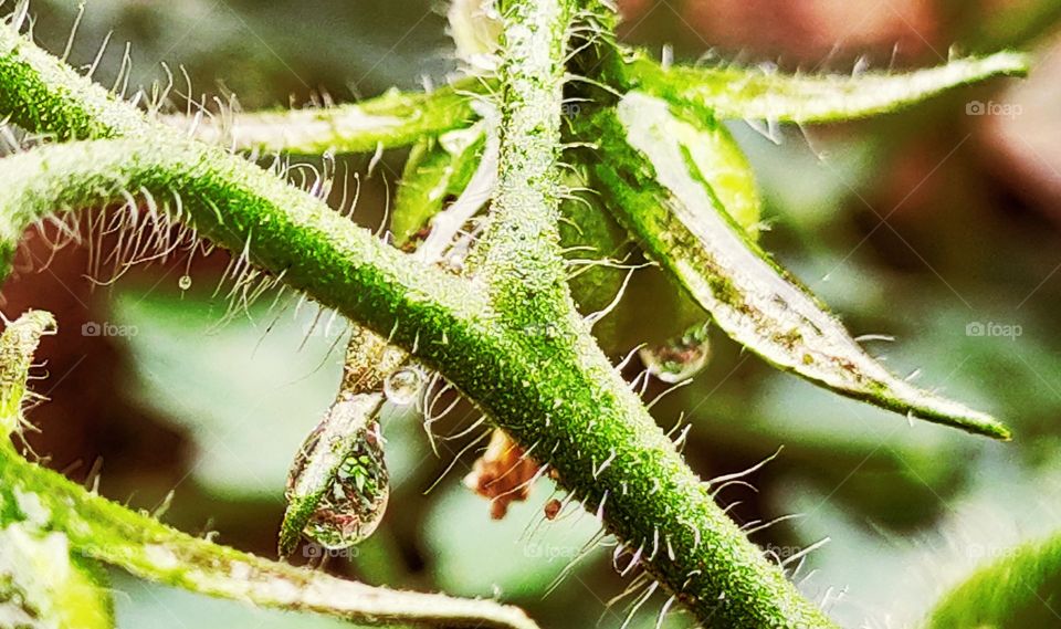 Green Tomato with water droplets