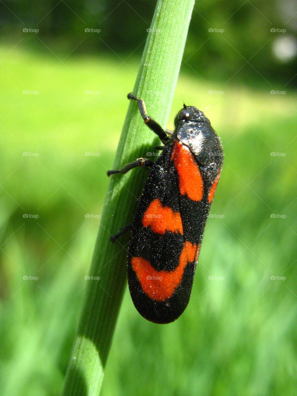 Close-up of insect on grass