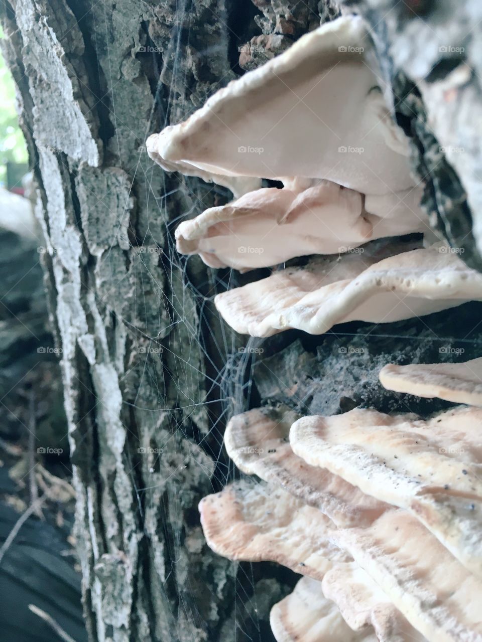 Nothing the smell of mushrooms on a tree