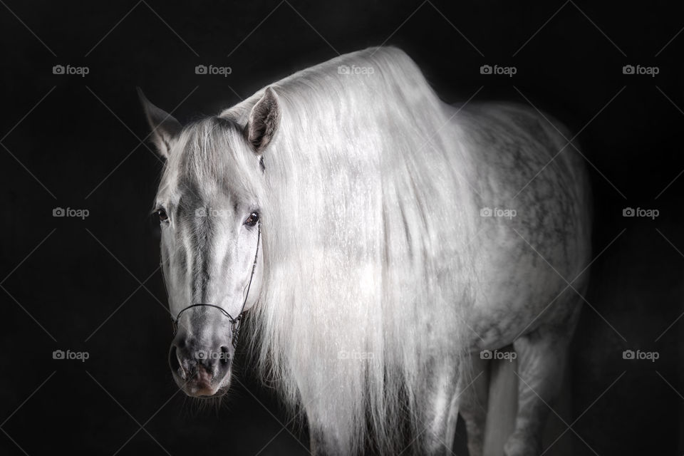 Grey PRE (Andalusian) horse on black