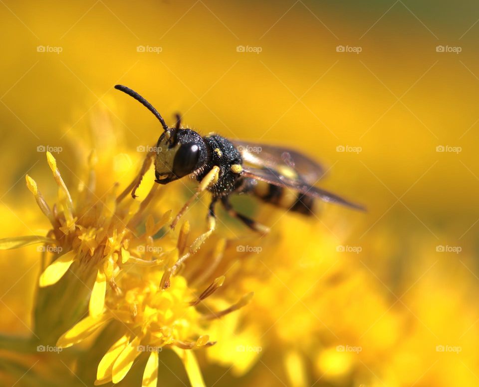 Wildbine im Nektar einer Blüte