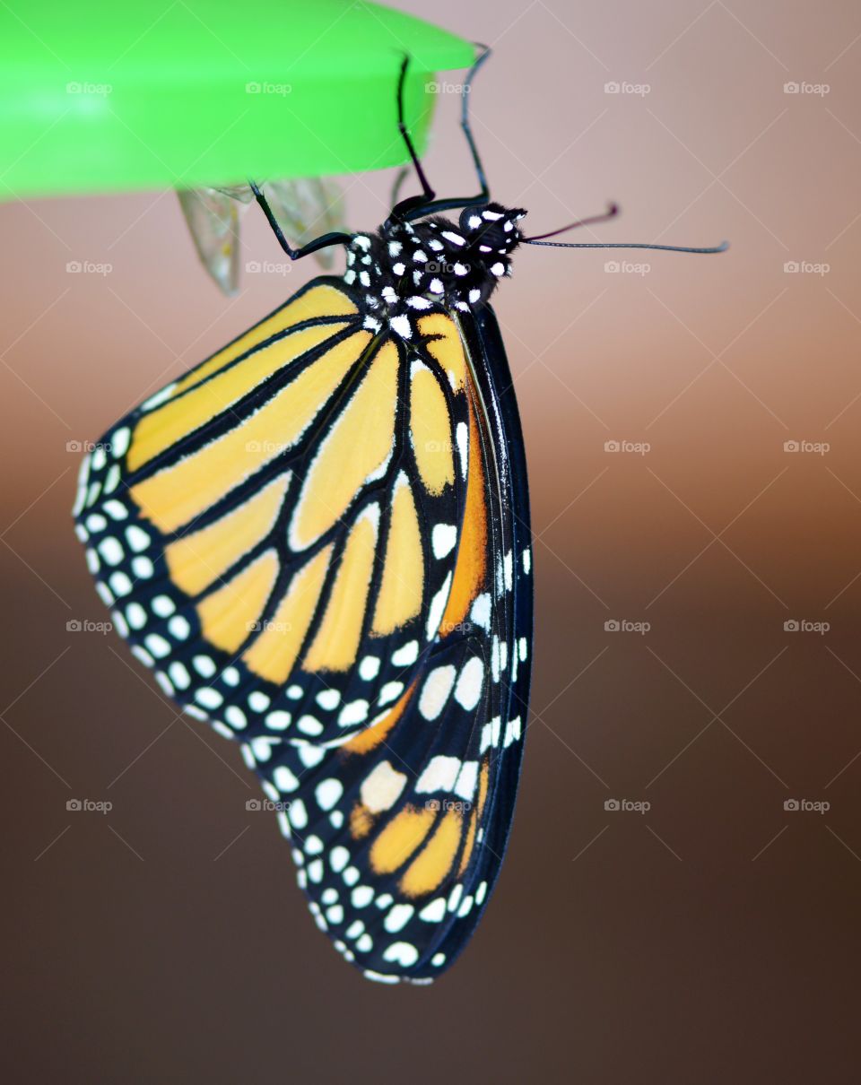 Monarch butterfly completely formed after drying its wings 